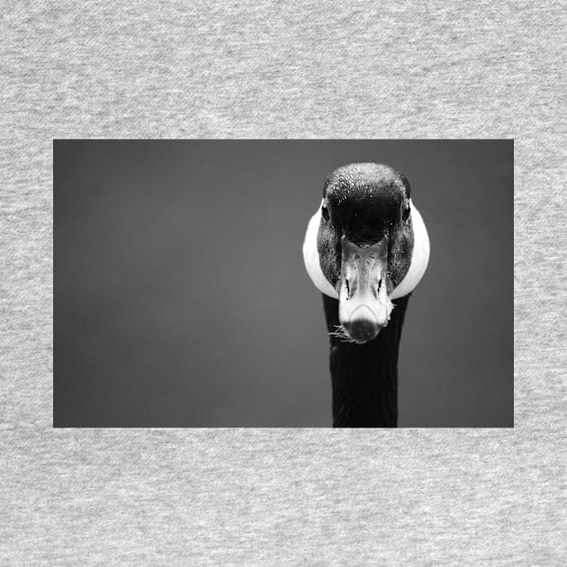 Canada Goose ~ Portrait After Preening by LaurieMinor